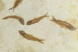Fossil Fish Mortality Plate With Eight Knightia - Wyoming #121327-1